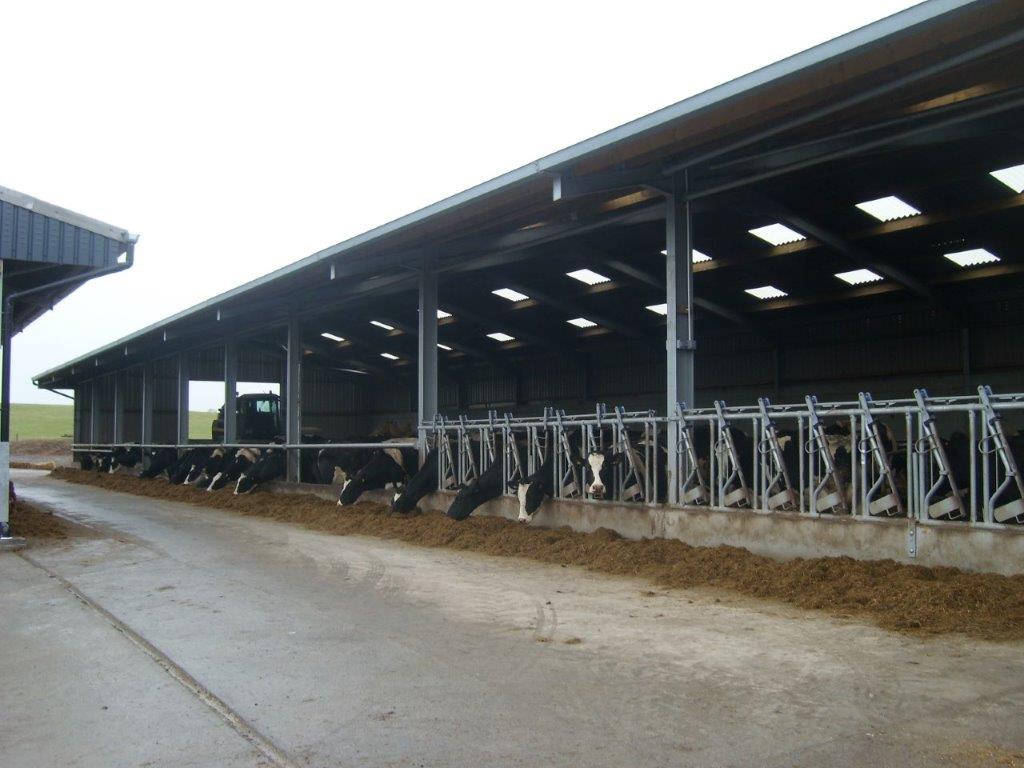 Cattle Building